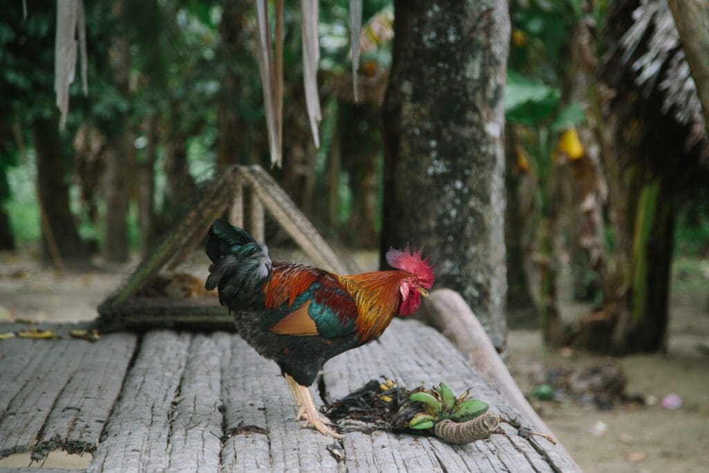 A rooster standing on a Papua New Guinean, wood-planked, porch is pecking at some leaves and twigs.