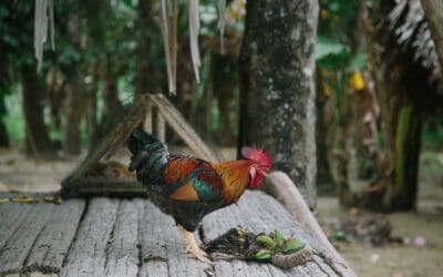 A rooster standing on a Papua New Guinean, wood-planked, porch is pecking at some leaves and twigs.