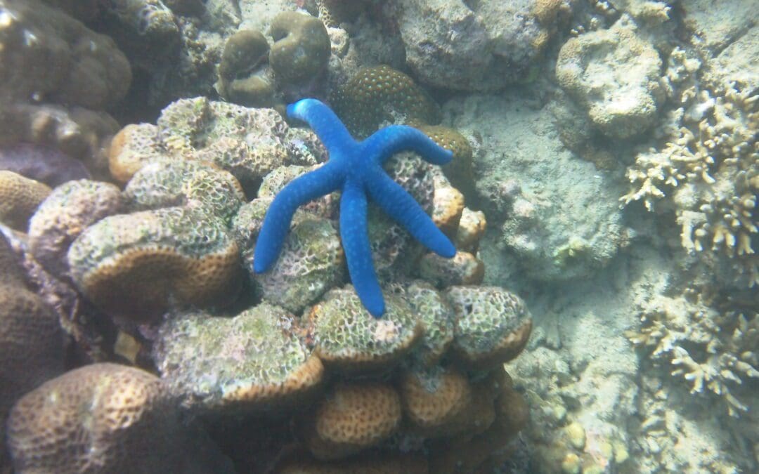 How a Blue Starfish Taught Me Something