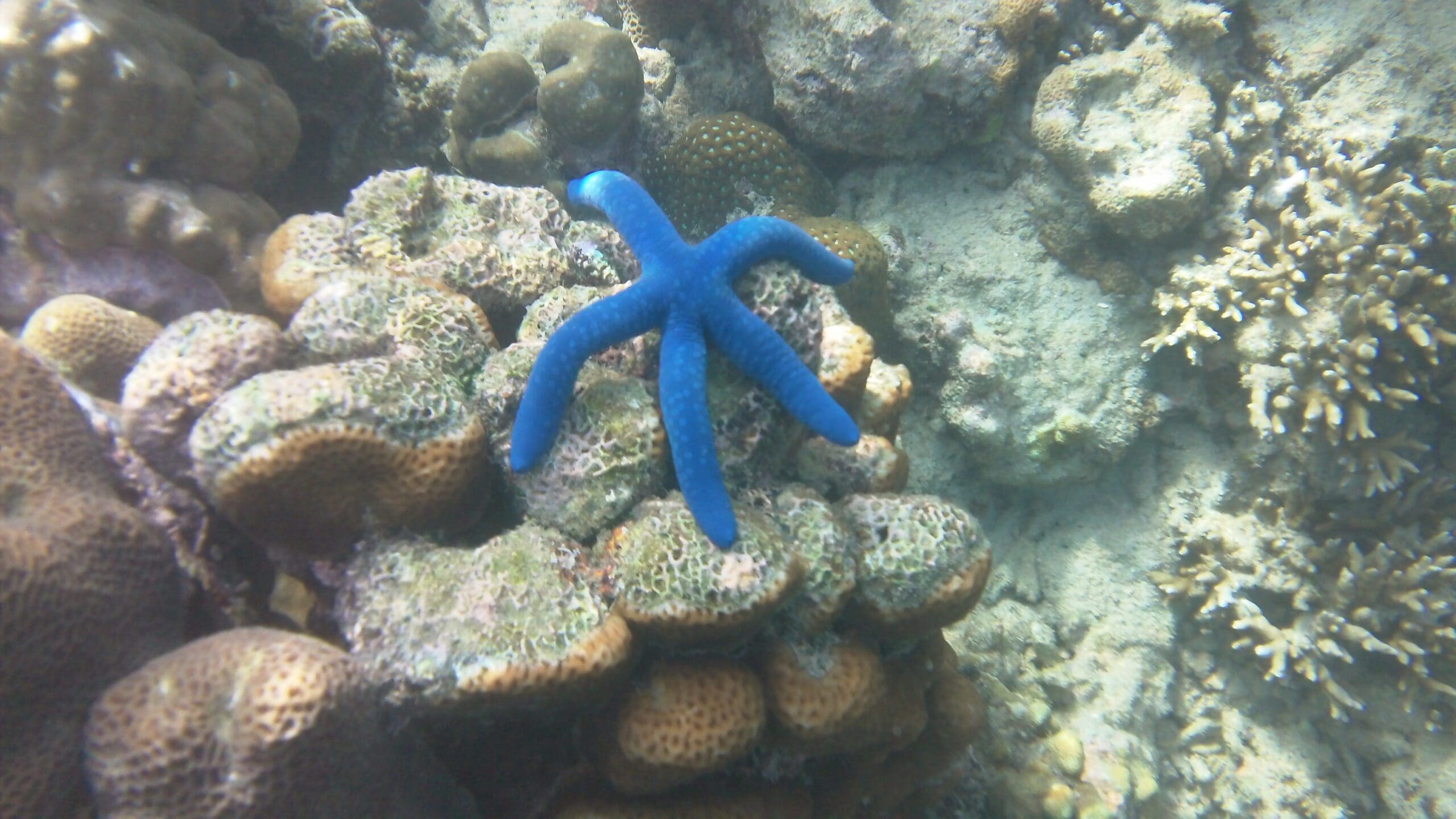 Underwater, a blue starfish lays sprawled out on a Papua New Guinean coral reef.