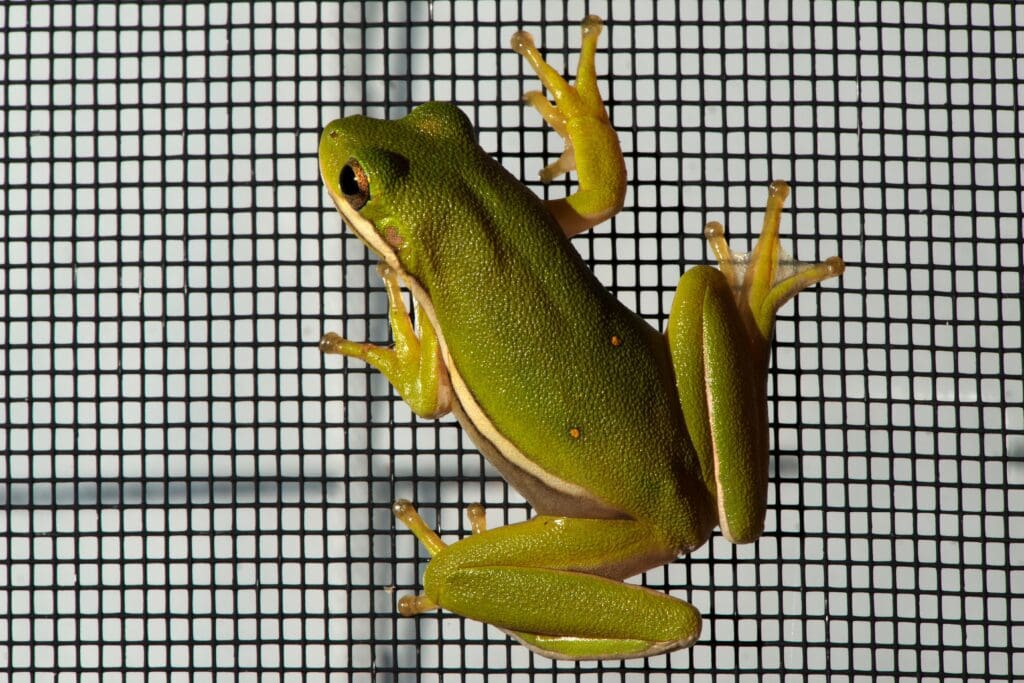 A close up of a tree frog hanging on a window screen.