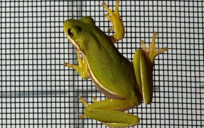 A close up of a tree frog hanging on a window screen.