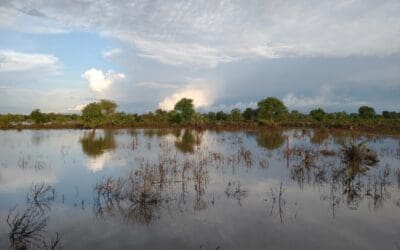 A flooded African field. The tops of bushes and small trees can be clearly seen poking out of the water.