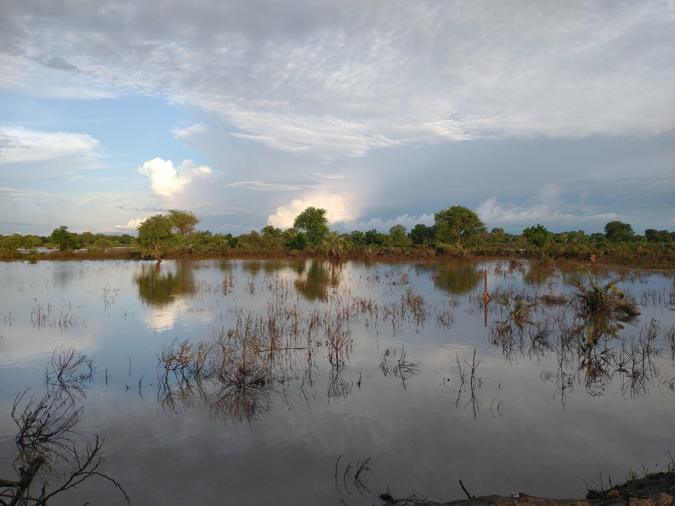 A flooded African field. The tops of bushes and small trees can be clearly seen poking out of the water.