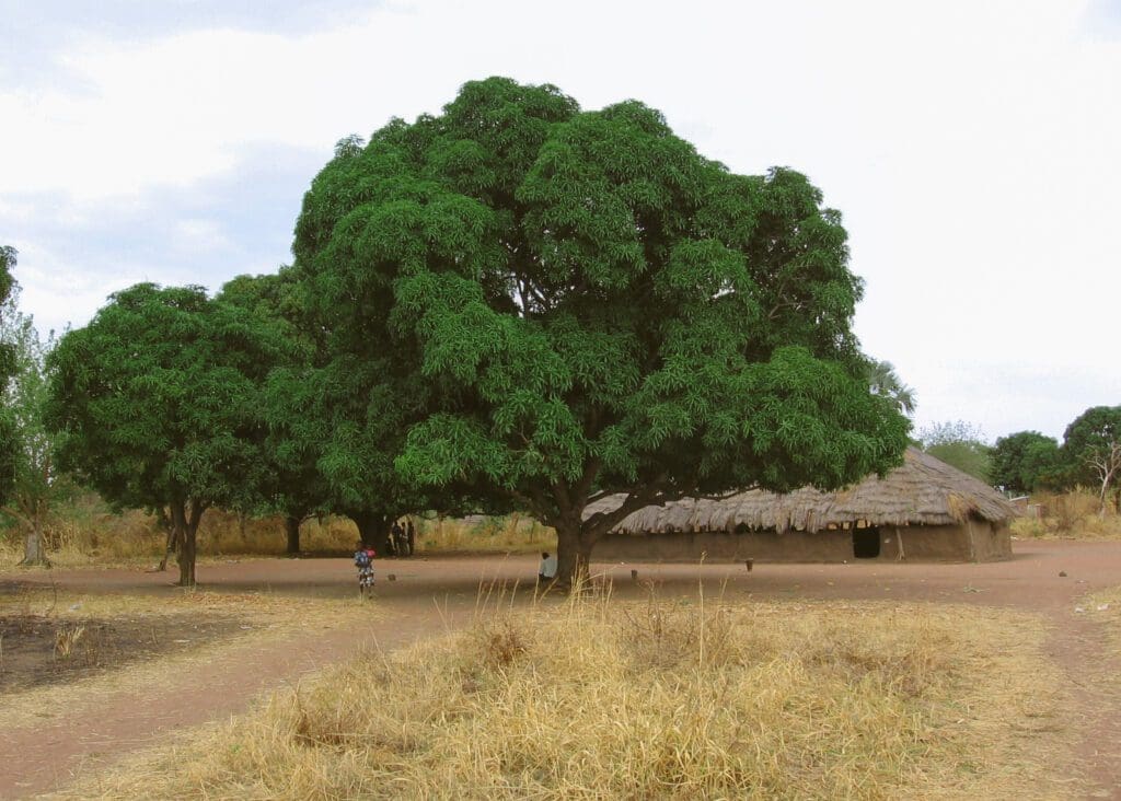 A smale grove of beautiful, green mango trees provide shade for West African children playing in front of a thatch-roofed building.