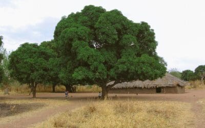 A smale grove of beautiful, green mango trees provide shade for West African children playing in front of a thatch-roofed building.